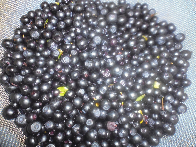 My bilberry haul